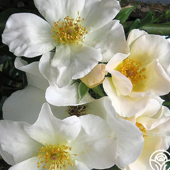 Heirloom Roses Sally Holmes Best