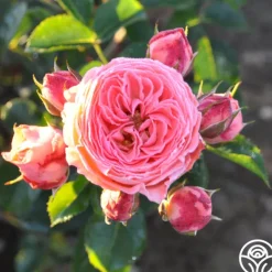 Heirloom Roses Salmon Abundance™ Best