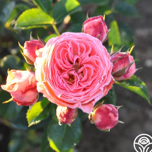 Heirloom Roses Salmon Abundance™ Best