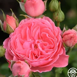 Heirloom Roses Salmon Abundance™ Best