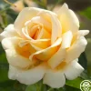 Heirloom Roses Sand Castle Discount