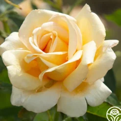 Heirloom Roses Sand Castle Discount