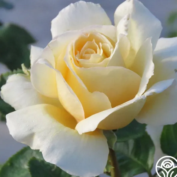 Heirloom Roses Sand Castle Discount