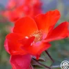 Heirloom Roses Sarabande® Outlet