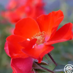 Heirloom Roses Sarabande® Outlet