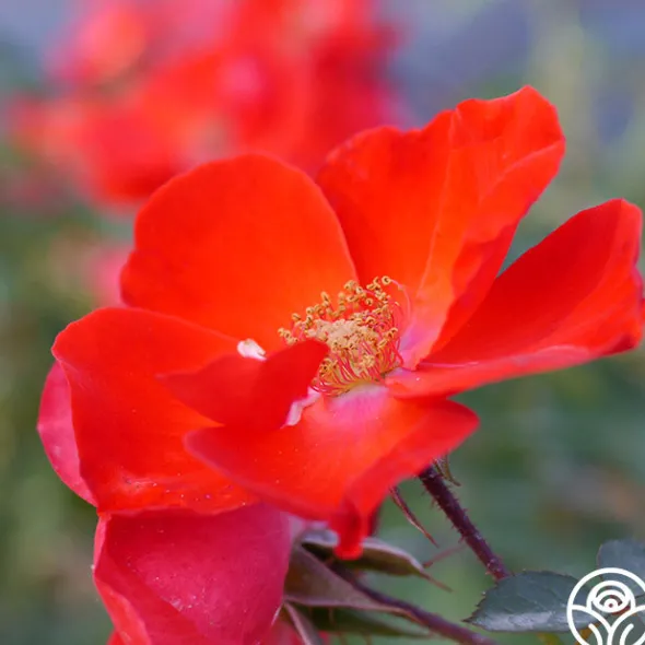 Heirloom Roses Sarabande® Outlet