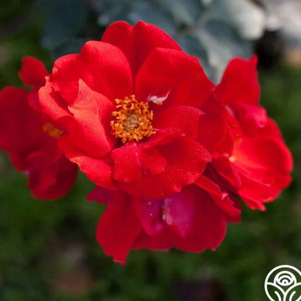 Heirloom Roses Sarabande® Outlet