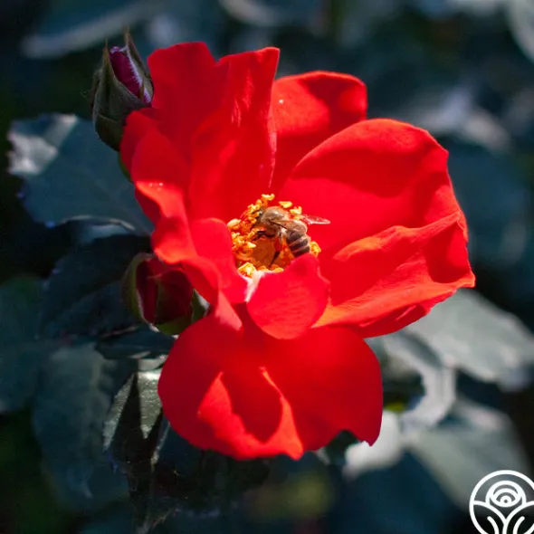 Heirloom Roses Sarabande® Outlet
