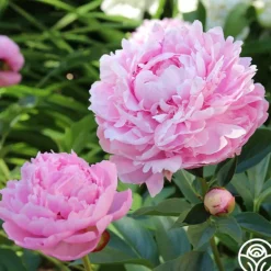 Heirloom Roses Sarah Bernhardt