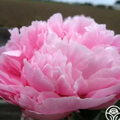 Heirloom Roses Sarah Bernhardt