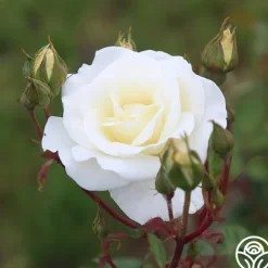 Heirloom Roses Saratoga New