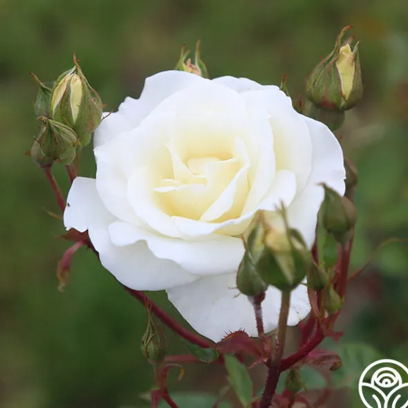 Heirloom Roses Saratoga New