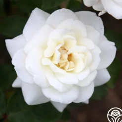 Heirloom Roses Saratoga New