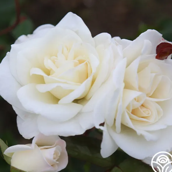 Heirloom Roses Saratoga New
