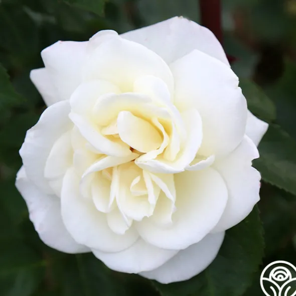 Heirloom Roses Saratoga New