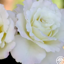 Heirloom Roses Saratoga New