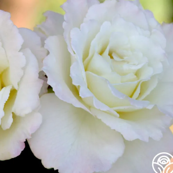 Heirloom Roses Saratoga New