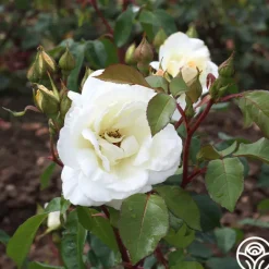 Heirloom Roses Saratoga New