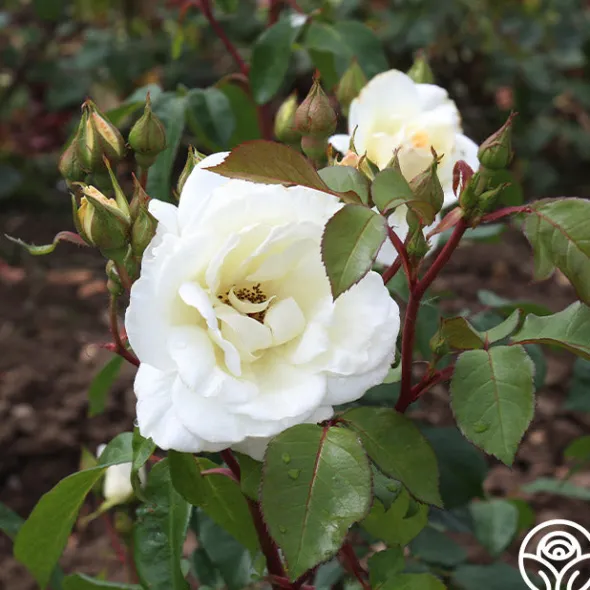 Heirloom Roses Saratoga New