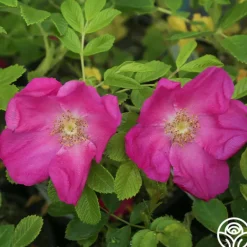 Heirloom Roses Scabrosa Discount