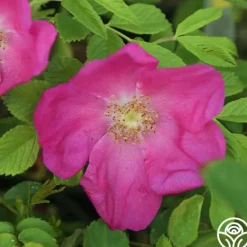 Heirloom Roses Scabrosa Discount
