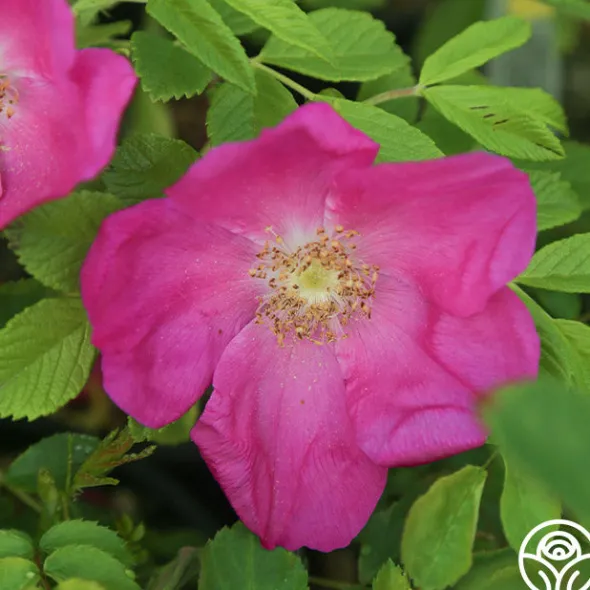 Heirloom Roses Scabrosa Discount