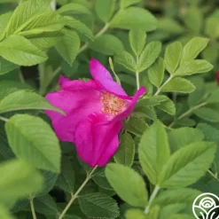 Heirloom Roses Scabrosa Discount