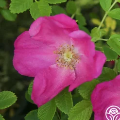 Heirloom Roses Scabrosa Discount