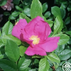 Heirloom Roses Scabrosa Discount