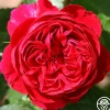 Heirloom Roses Scarlet Velvet™ Clearance