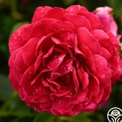 Heirloom Roses Scarlet Velvet™ Clearance