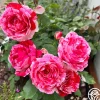 Heirloom Roses Scentimental™ Outlet