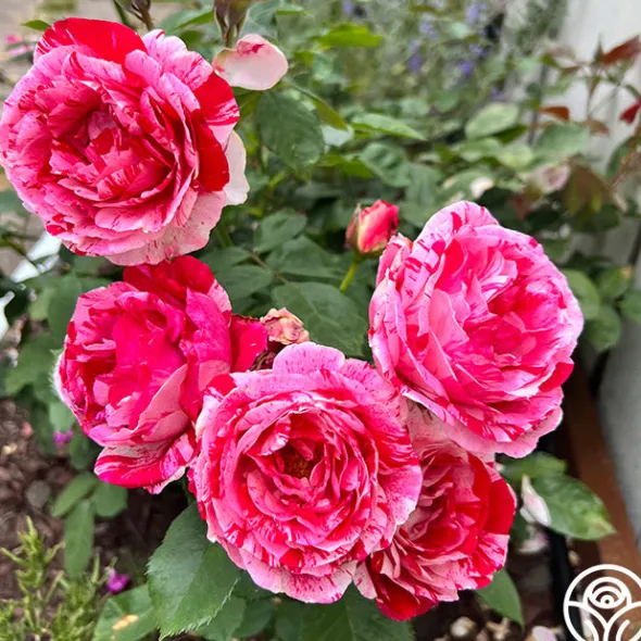 Heirloom Roses Scentimental™ Outlet