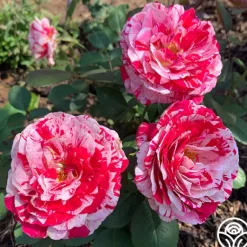 Heirloom Roses Scentimental™ Outlet
