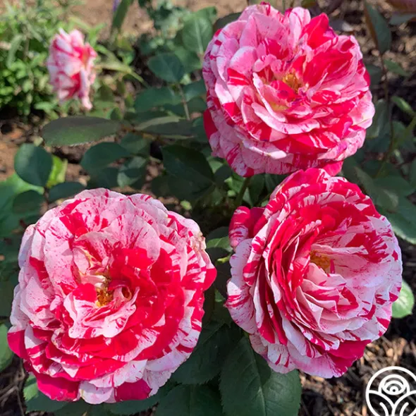 Heirloom Roses Scentimental™ Outlet