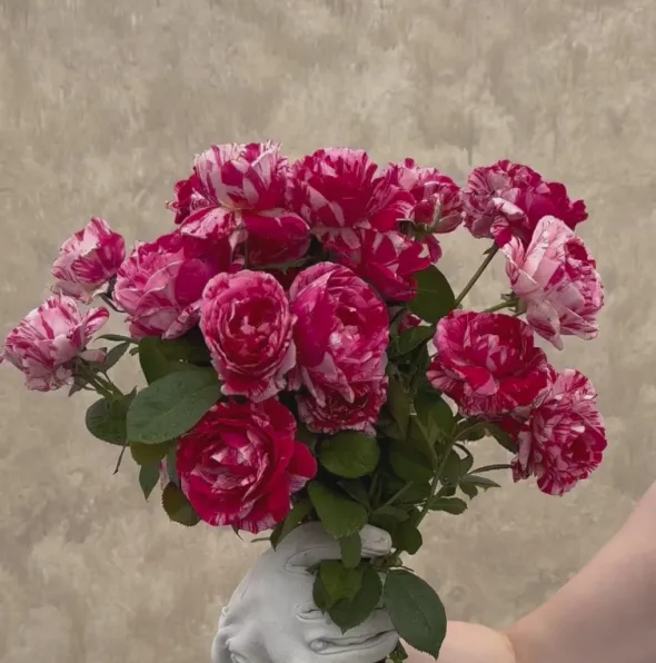 Heirloom Roses Scentimental™ Outlet