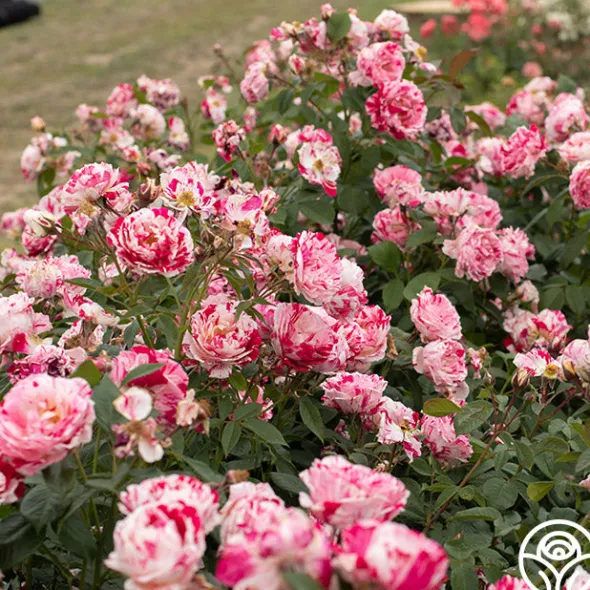 Heirloom Roses Scentimental™ Outlet