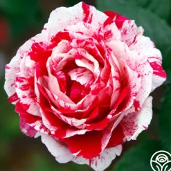 Heirloom Roses Scentimental™ Outlet