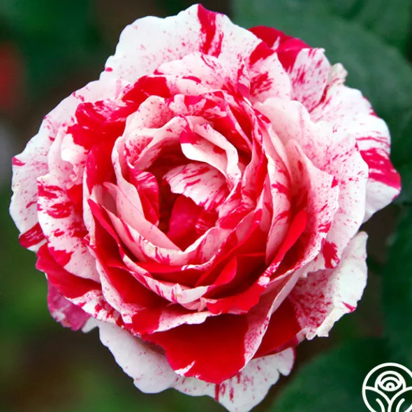 Heirloom Roses Scentimental™ Outlet