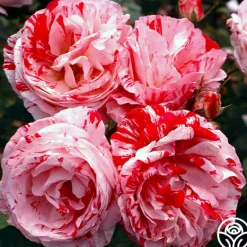 Heirloom Roses Scentimental™ Outlet