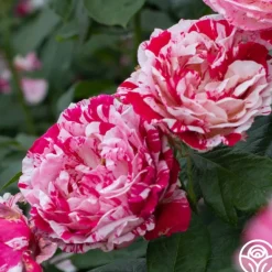 Heirloom Roses Scentimental™ Outlet