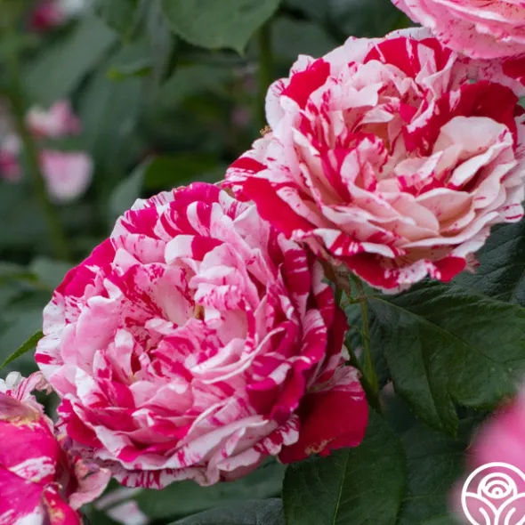 Heirloom Roses Scentimental™ Outlet