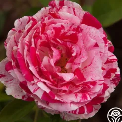 Heirloom Roses Scentimental™ Outlet