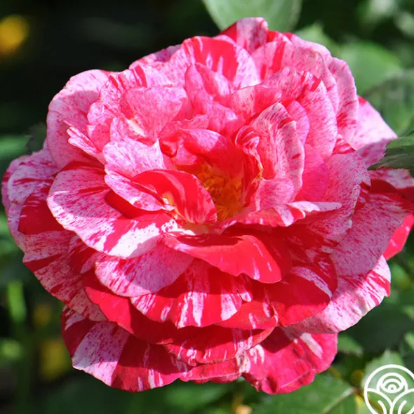 Heirloom Roses Scentimental™ Outlet
