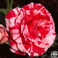 Heirloom Roses Scentimental™ Outlet