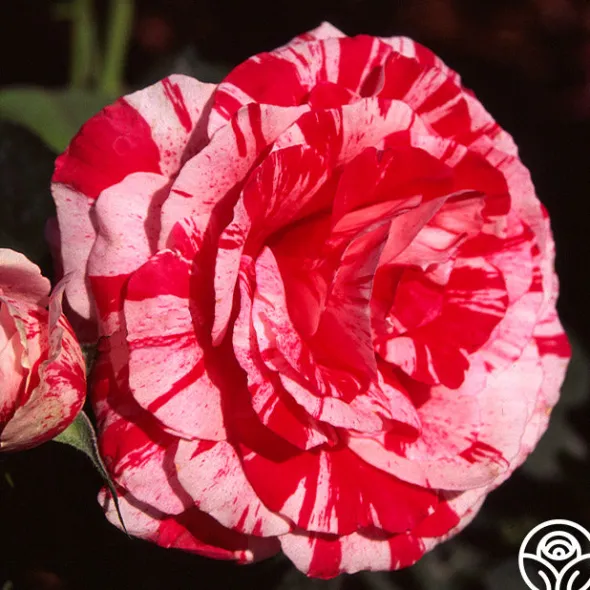 Heirloom Roses Scentimental™ Outlet