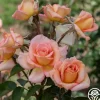 Heirloom Roses Scent-Sation Discount