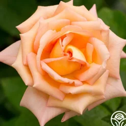 Heirloom Roses Scent-Sation Discount