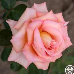 Heirloom Roses Scent-Sation Discount