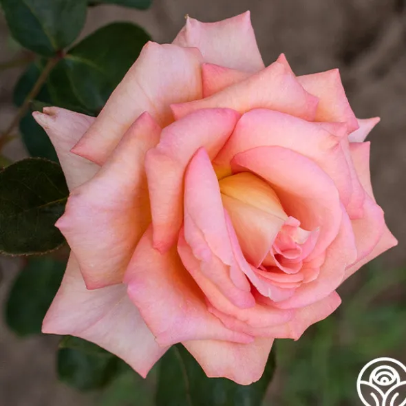 Heirloom Roses Scent-Sation Discount